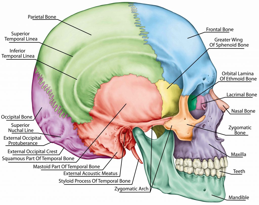 anatomy and phisiology coloring book